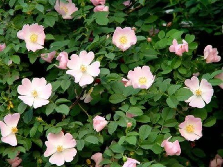 rosa canina