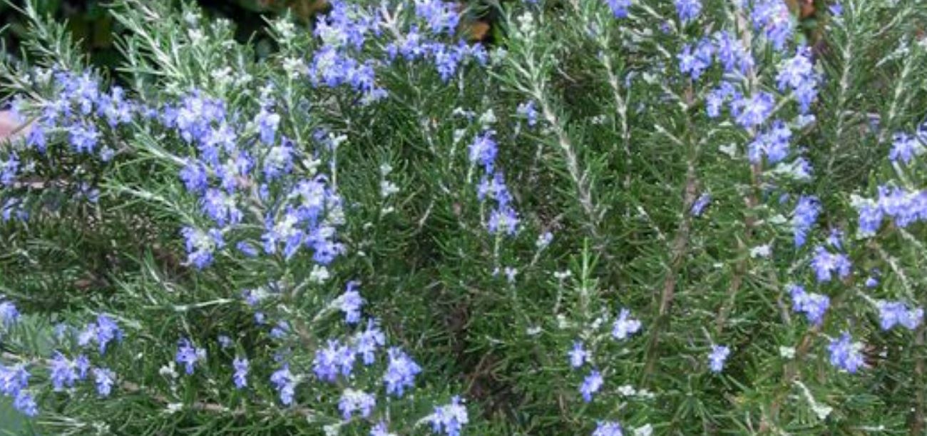 rosemary proprietà benefici