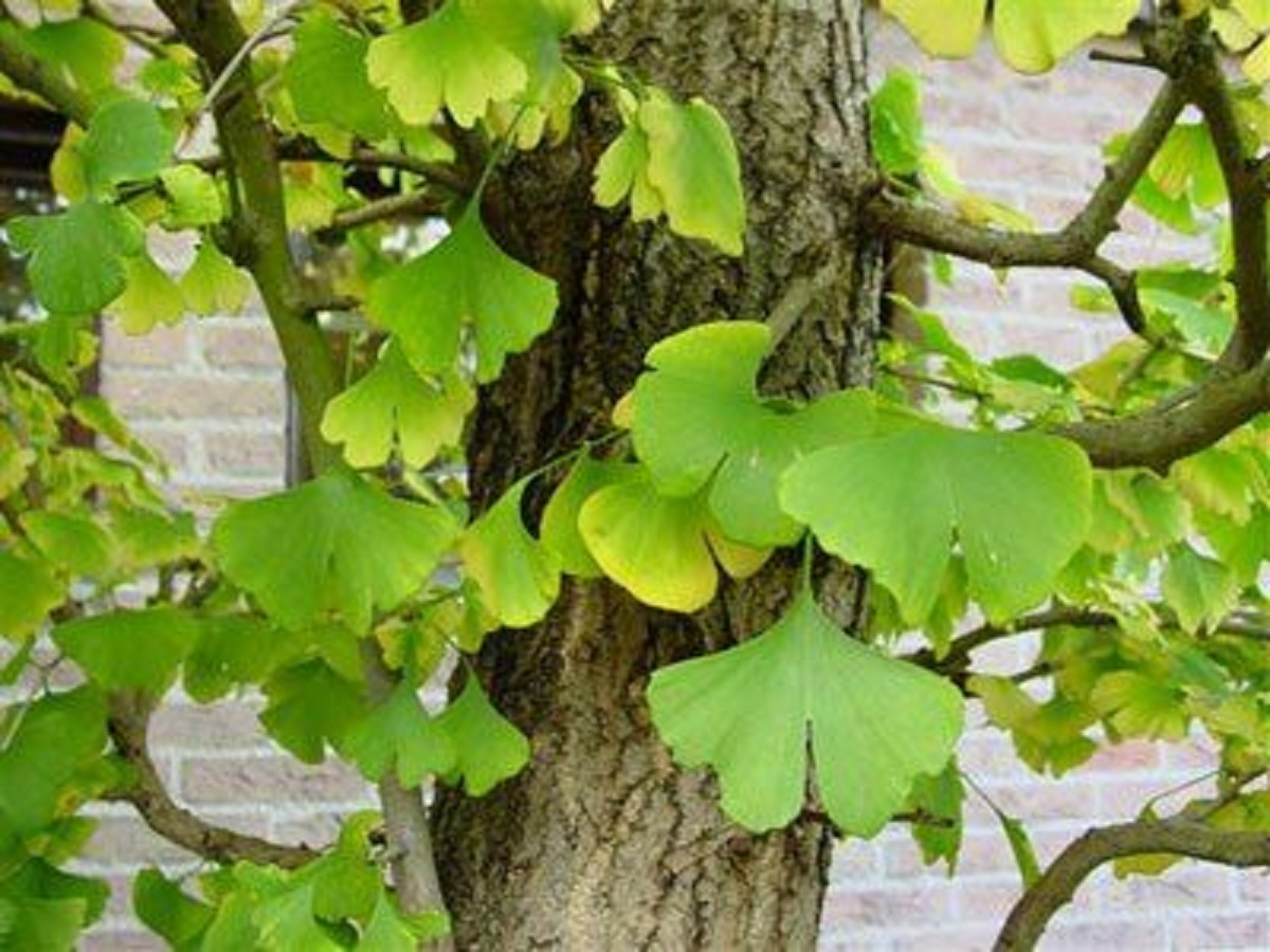 ginkgo biloba proprietà