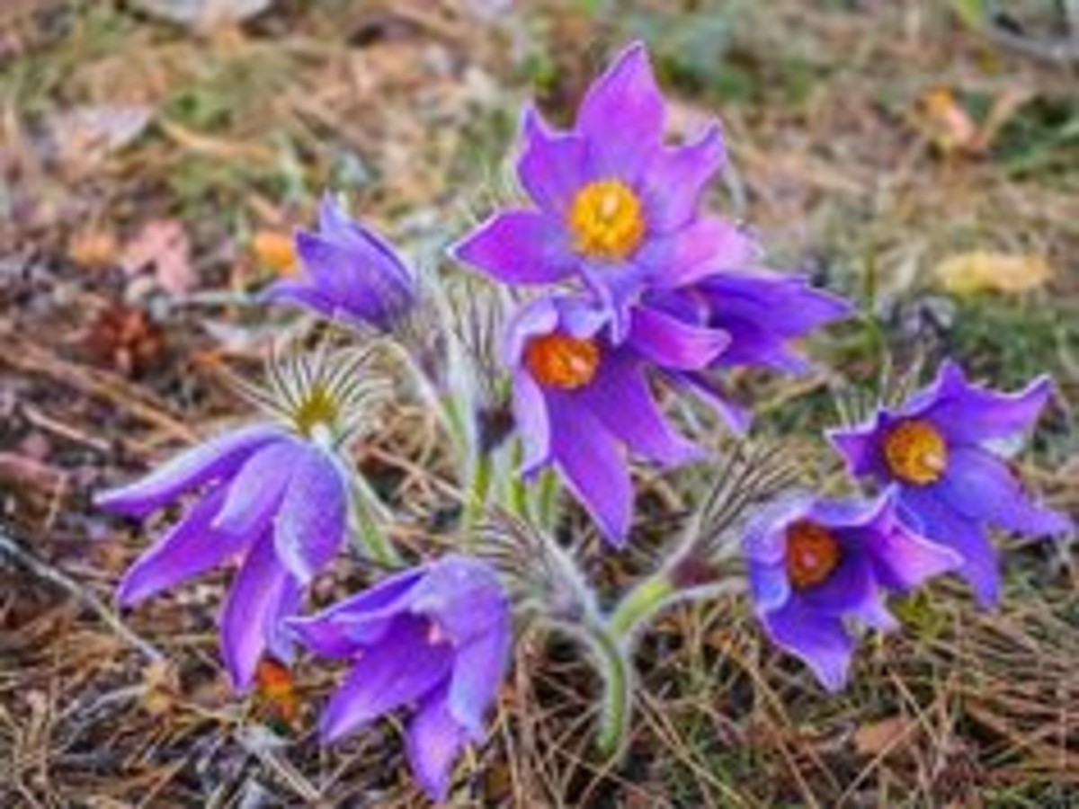 pulsatilla