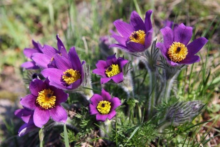 pulsatilla