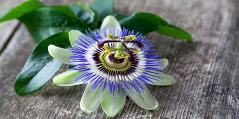 tè passiflora benefici