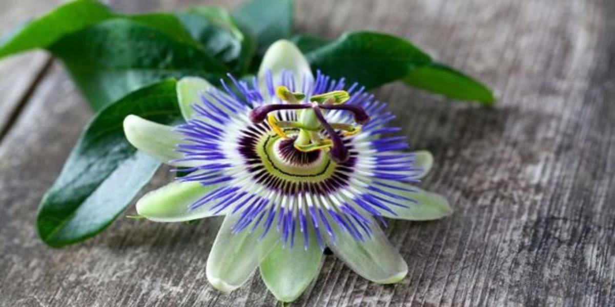tè passiflora benefici