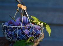 ampeloterapia cura dell'uva