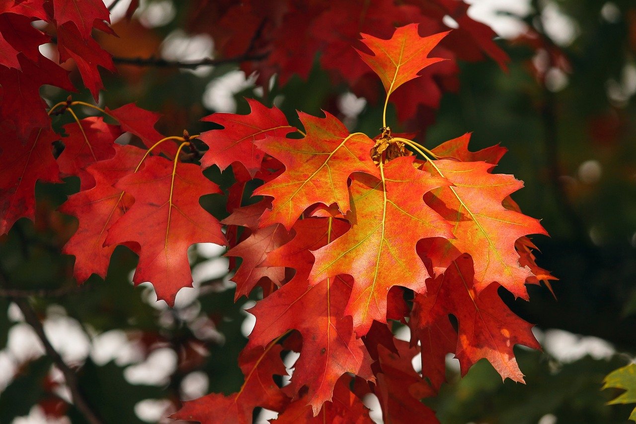 foliage autunno effetti benefici