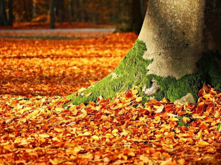 foliage autunno effetti benefici