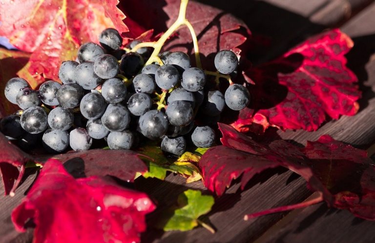 uva benefici per la pelle