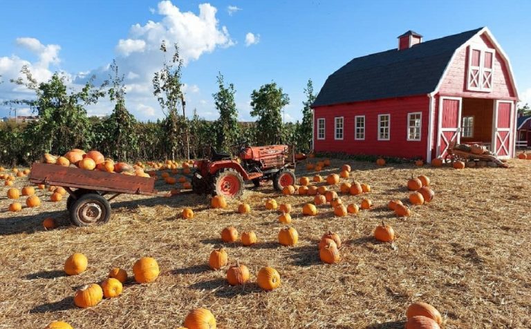 Dove fare pumpkin patch