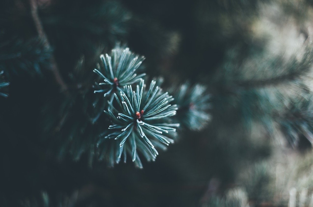 come scegliere albero di natale