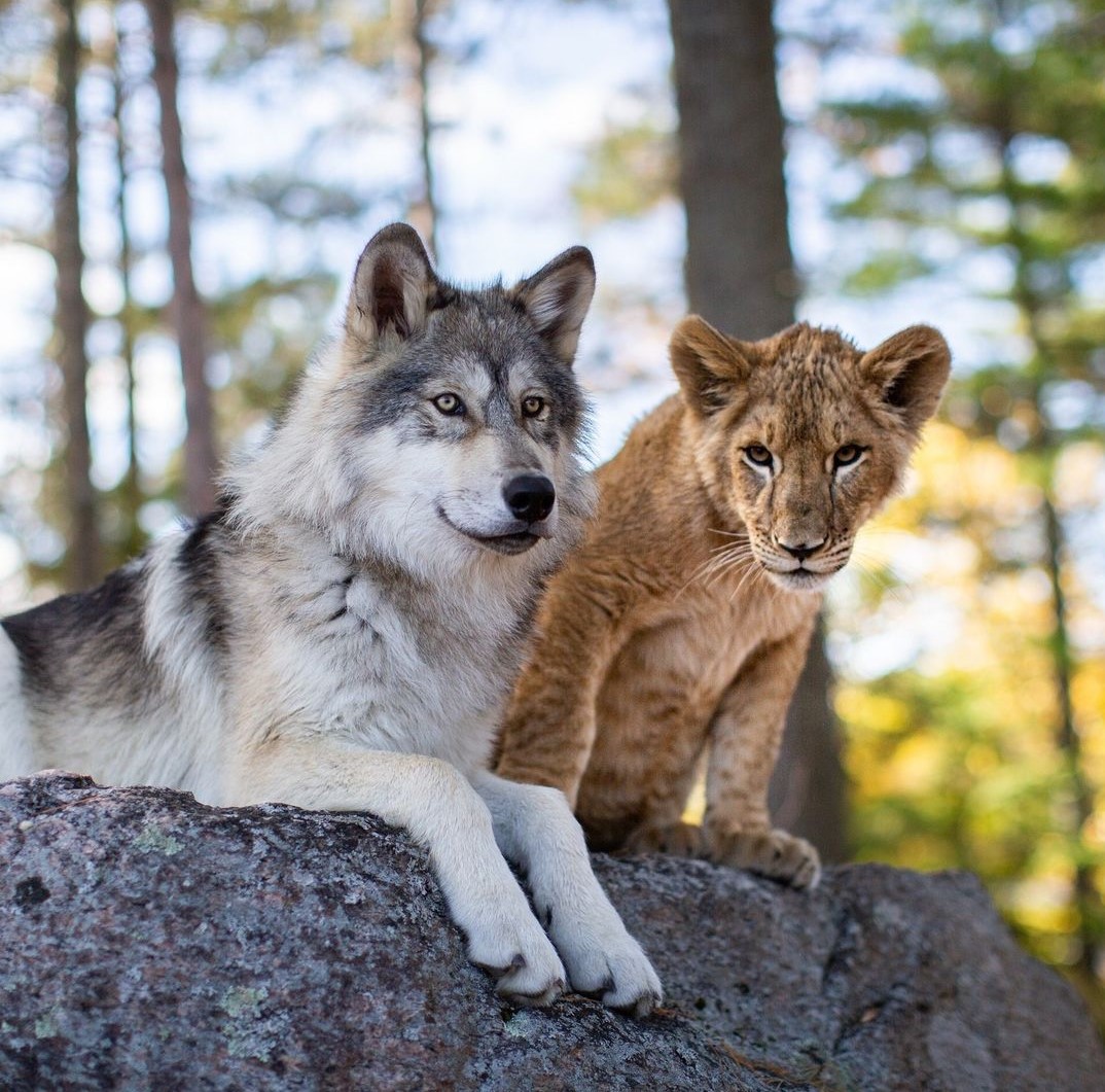 il lupo e il leone film