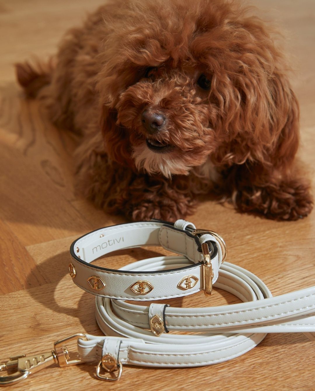 san valentino motivi cane