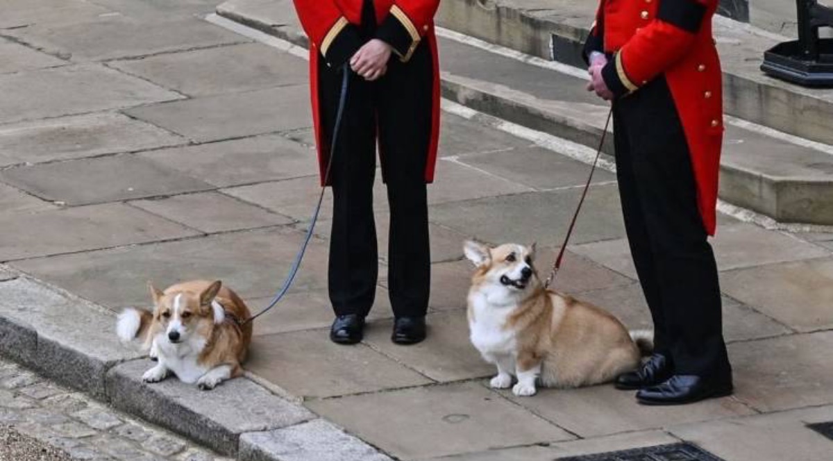 Corgi