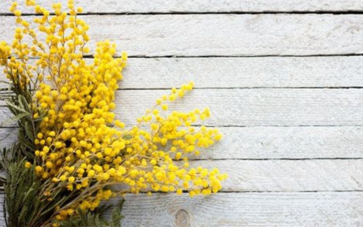 Festa della donna: significato, storia ed origini