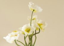 Piante che con colori e profumi raccontano emozioni e sentimenti