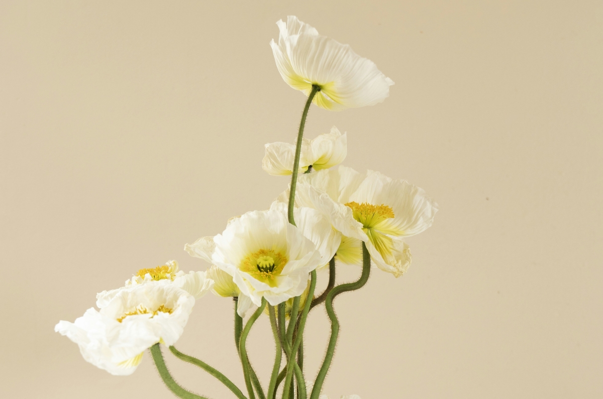 Piante che con colori e profumi raccontano emozioni e sentimenti